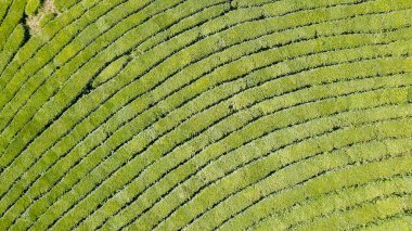 Uçuş çay plantasyon içinde. Krasnodar, Sochi, Rusya Federasyonu  