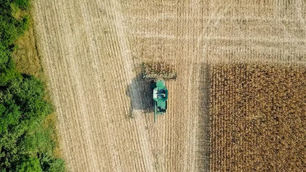 Harvesting Corn Harvester Gather Corn Field Russia — Stock Photo, Image