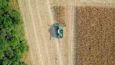Rusya, Krasnodar - 30 Ağustos 2017: mısır hasat. Hasat alanından Mısır toplamak. Rusya