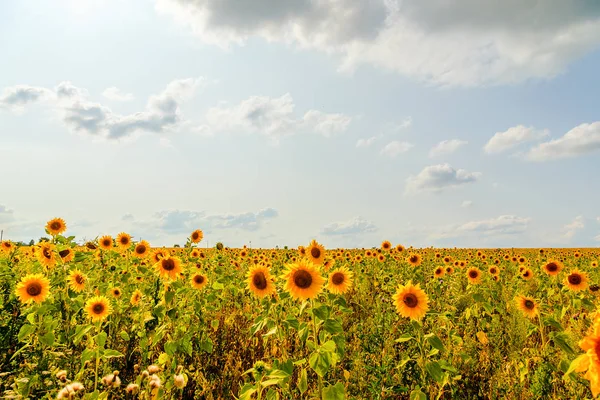 Gökyüzü bulutlu ayçiçeği tarlası