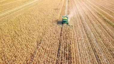 Rusya, Krasnodar - 30 Ağustos 2017: mısır hasat. Hasat alanından Mısır toplamak. Rusya  