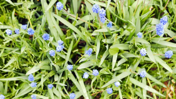 Mavi Çiçekler Muscari Yeşil Bir Arka Plan Üzerinde — Stok fotoğraf