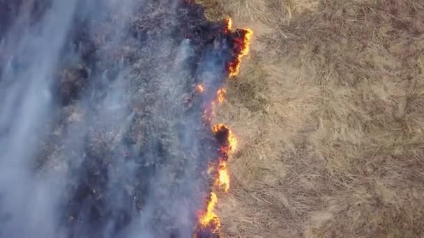 Büyük Bir Yangın Kuru Yanıyor Çok Duman Ekaterinburg Rusya Federasyonu — Stok video