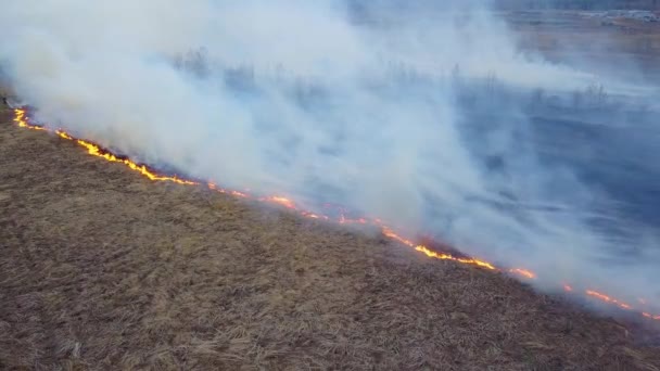 Un grand feu. L'herbe sèche brûle. beaucoup de fumée. Ekaterinbourg, Russie. Vidéo. UltraHD (4K )
