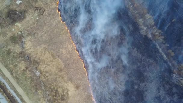 Un grand feu. L'herbe sèche brûle. beaucoup de fumée. Ekaterinbourg, Russie. Vidéo. UltraHD (4K )