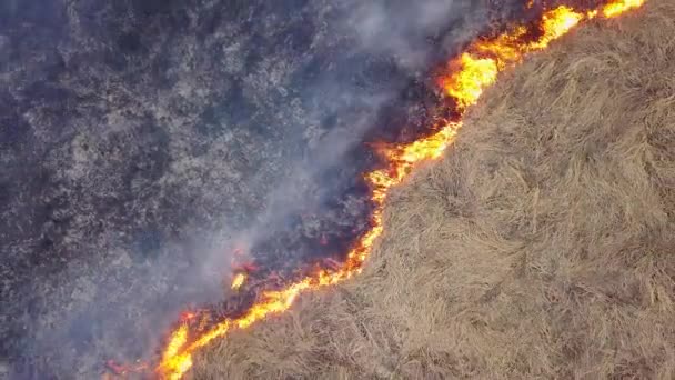 Un grand feu. L'herbe sèche brûle. beaucoup de fumée. Ekaterinbourg, Russie. Vidéo. UltraHD (4K )