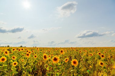 Gökyüzü bulutlu ayçiçeği tarlası