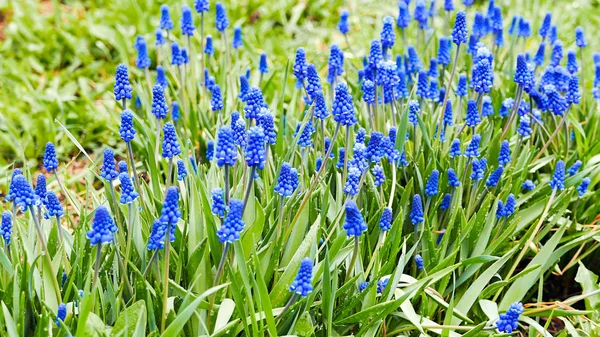 Mavi Çiçekler Muscari Yeşil Bir Arka Plan Üzerinde — Stok fotoğraf
