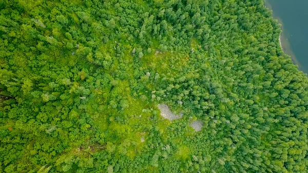 Forêt Altaï Pente Montagne Tête Dessus Balle — Photo