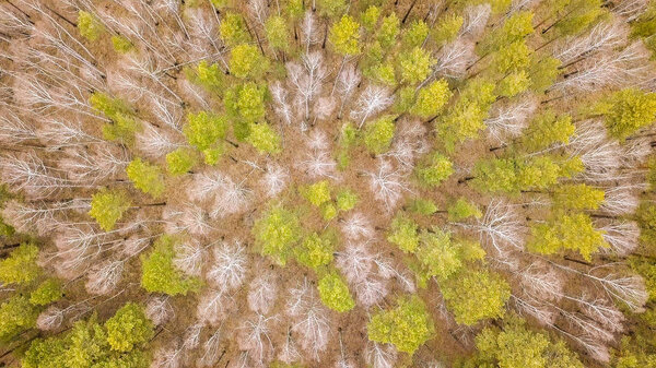 Mixed forest, pine and birch without leaves. bare birch. At the end of the road, From Drone, HEAD OVER SHOT  