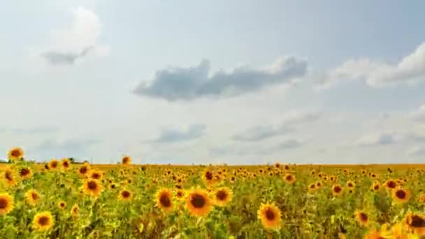 Sonnenblumenfeld Bei Sonnigem Wetter Hdr Hintergrundbeleuchtung Video Ultrahd — Stockvideo