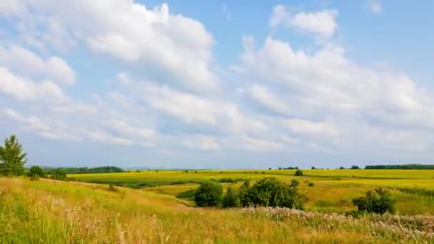 Wolken Boven Velden Van Zonnebloem Een Zonnige Dag Video Ultrahd — Stockvideo