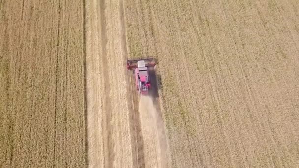 Combineer Harvester Tarwe Van Oogst Het Veld Video Ultrahd — Stockvideo