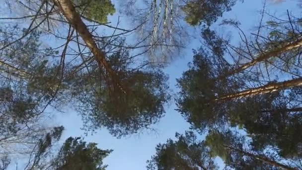 Tetejét Fák Téli Időszakban Pines Birches Forgás Videó Ultrahd — Stock videók