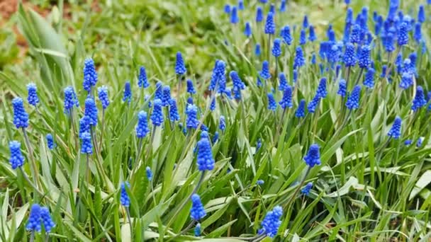 Flores Azules Muscari Disparadas Con Control Deslizante Vídeo Ultrahd — Vídeo de stock
