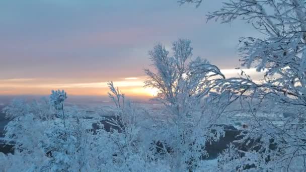 Розташоване Сонце Над Гілками Дерев Снігу Відео Ultrahd — стокове відео