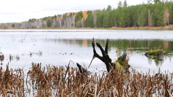 Empecilho Podre Lago Outono Rússia Vídeo Ultrahd — Vídeo de Stock