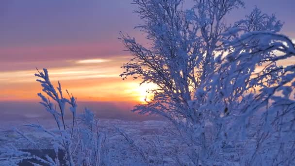 落日照在雪中的树枝上 Ultrahd — 图库视频影像