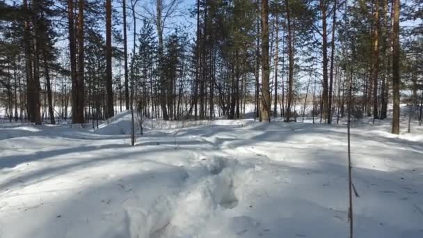 Floresta Inverno Seguindo Passos Dos Animais Vídeo Ultrahd — Vídeo de Stock