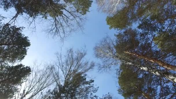 Wipfel Von Bäumen Winter Kiefern Birken Rotation Video Ultrahd — Stockvideo