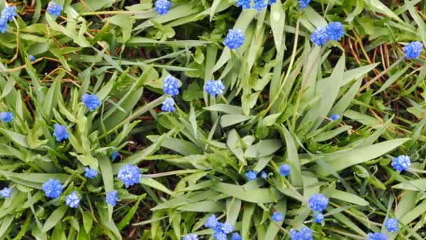 Flores Azules Muscari Disparadas Con Control Deslizante Vídeo Ultrahd — Vídeo de stock