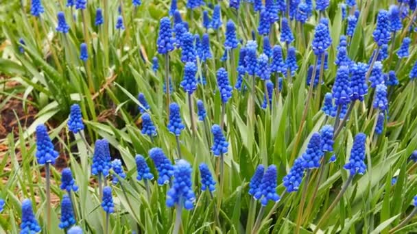 Mavi Çiçekler Muscari Kaydırıcı Ile Vurdu Video Ultrahd — Stok video