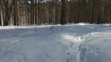Kış orman. Hayvanların ayak izlerini. Video. UltraHD (4k)