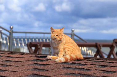 Rusya, Zelenogradsk. Çatıda yanan zencefil kedi. Baltık Denizi