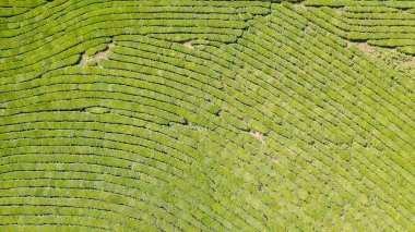 Uçuş çay plantasyon içinde. Krasnodar, Sochi, Rusya Federasyonu  