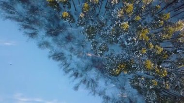 Donmuş bir gölün kıyısında bir çam ormanı kenarı. Kış, temiz hava. Video. UltraHD (4k)