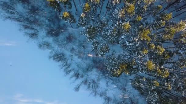 凍った湖のほとりの松林の端 冬は快晴 ビデオ Ultrahd — ストック動画