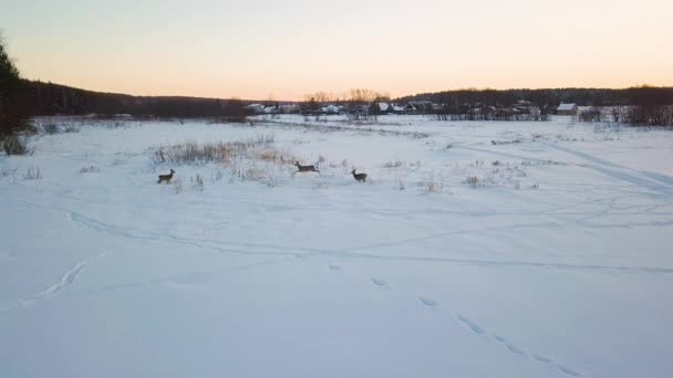 野鹿在湖上吃草 然后跑到森林里去 在村子附近日落时间冬季晴朗天气 Ultrahd — 图库视频影像
