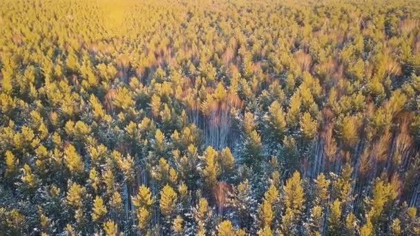 主に松の森の上に飛んで 夜の時間 冬の快晴 ビデオ Ultrahd — ストック動画
