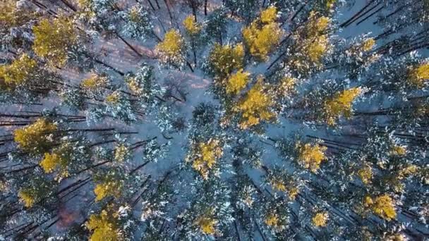 Літає Над Переважно Сосновим Лісом Вечірній Час Зимова Чиста Погода — стокове відео
