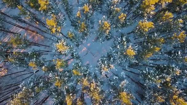 Flyger Över Mesta Dels Tallskog Kvälls Tid Vinter Klart Väder — Stockvideo