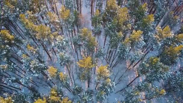 Átmenet Téli Erdő Naplemente Hóval Borított Falu Téli Tiszta Időjárás — Stock videók