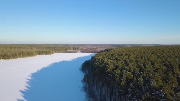Край Соснового Лісу Березі Замерзлого Озера Зима Чиста Погода Відео — стокове відео