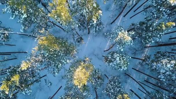 Despegue Sobre Bosque Pinos Hora Tarde Clima Claro Invierno Vídeo — Vídeos de Stock