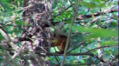 Aksaklık etkisi. Bir şube üzerinde sincap bir fındık yeme. Video