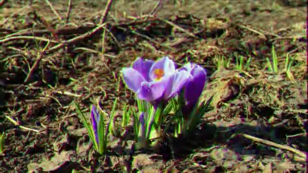 Glitch Effekt Blommorna Blommar Våren Tidsinställd Video — Stockvideo