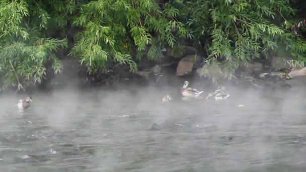 Efecto Fallo Técnico Los Patos Nadan Río Una Niebla Temprano — Vídeo de stock