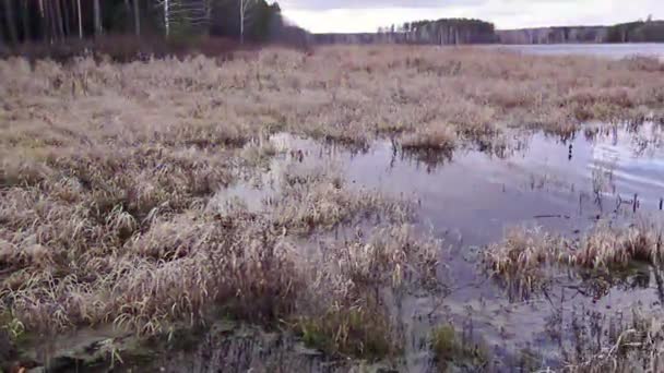 Glitch Effekt Pond Hösten Video — Stockvideo