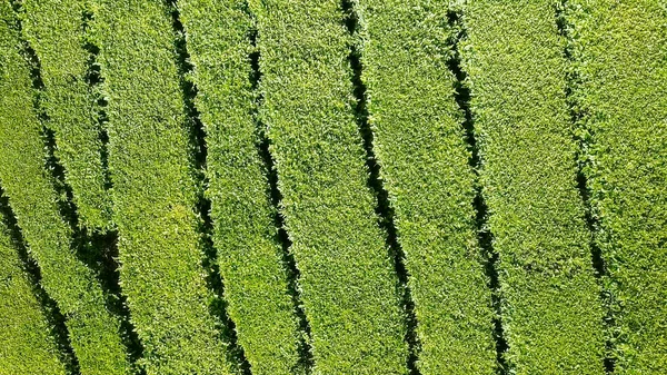 Voo sobre plantação de chá. Krasnodar, Sochi, Rússia — Fotografia de Stock