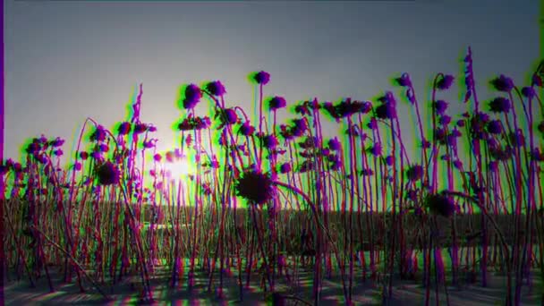 Glitch Effect Dry Grass Sunrise Time Lapse Video Ultrahd — Stock Video