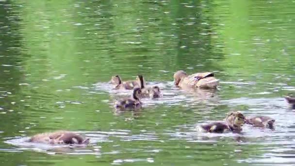 Effet Scintillant Des Canards Sur Rivière Ekaterinbourg Russie — Video