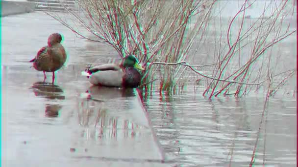 Efeito Falha Drake Pato Saltar Para Água Ekaterinburg Rússia — Vídeo de Stock
