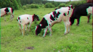 Aksaklık etkisi. Buzağı kameraya gider. Video