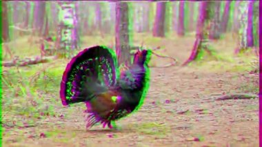Gündüz ormanda Capercaillie. Glitch etkisi