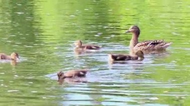 Aksaklık etkisi. Ördekler yüzüyor. Ekaterinburg, Rusya Federasyonu