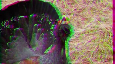 Gündüz ormanda Capercaillie. Glitch etkisi